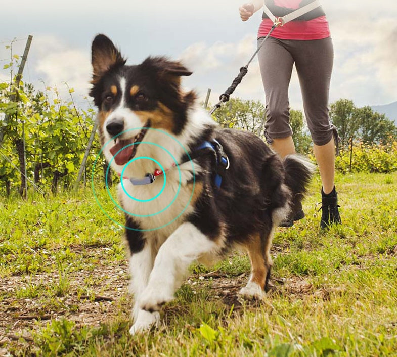 PawSafe GPS Tracking Collar